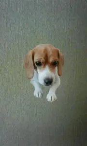ピボさん