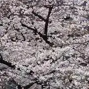 Row of cherry treesの画像