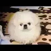 ごまの画像