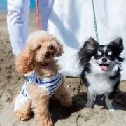 のんの画像