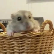 はむの画像