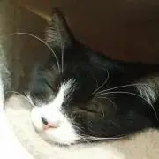 7にゃん