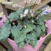 ふくく⭐︎断捨離の画像