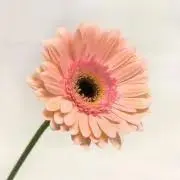 s ※プロフィールご確認お願いしますの画像