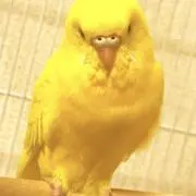 らんの画像