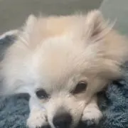 むぎ♪の画像