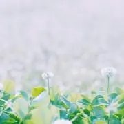 ふゆ