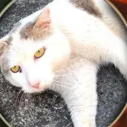 Image of メルネコ