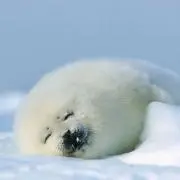 アザラシの画像
