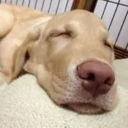 あめりあ