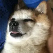 ハセ