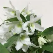 daraの画像