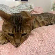 いちごの画像