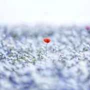 茶々丸の画像