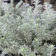 グリーンの画像