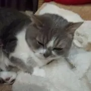 Cooの画像