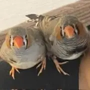 まほ