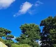 Cepaの画像