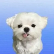 ワンの画像