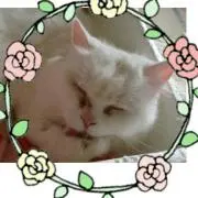ねこがすきの画像
