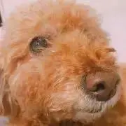 MKの画像