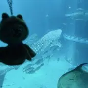 柚の画像