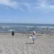 アネモネの画像