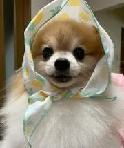 まき