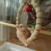 ましゅこの画像