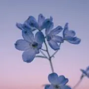 mi-miの画像