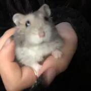 のんの画像