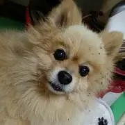 じょんこや