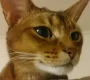 小鉄の画像