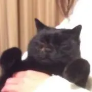 わたゆきの画像