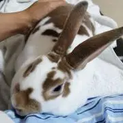 ✩ニコ姫✩の画像