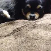 やっほー