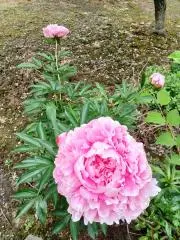 うにの画像