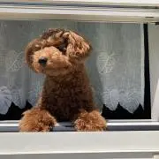 Muuの画像