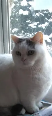 こまりちゃんの画像