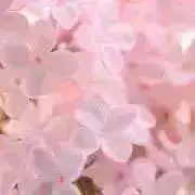 ぽのの画像