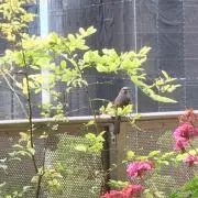 まぉ