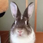 あやねの画像