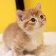 Limeの画像
