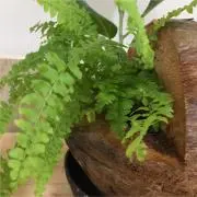キンちゃんの画像