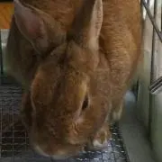 ペプシンの画像