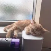 Tommyの画像