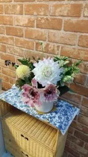 赤毛の餡菜の画像