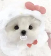 アップルパイの画像