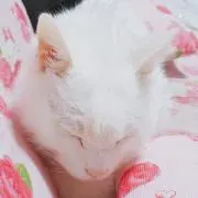 ミィちゃんの画像