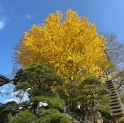 choco0824の画像